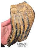 S338 - Nicely Preserved Huge Ice Age Woolly Mammoth (Mammuthus primigenius) Upper Molar Tooth