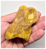 1527 - Museum Grade Spinosaurus aegyptiacus Dinosaur Complete Toe Finger with Claw- KemKem Beds