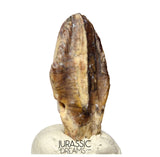 S506 - Exceedingly Rare Iguanodontian (cf Elrhazosaurus or Lurdusaurus) Dinosaur Tooth - Lower Cretaceous