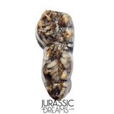 S240 - Gem Grade Ice Age Cave Bear (Ursus spelaeus) Lower Dentary Molar Tooth (M1)