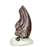 20023 - Rare Undescribed Theropod Dinosaur Manus Claw - Lower Cretaceous Elrhaz Fm