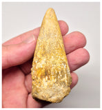 1527 - Museum Grade Spinosaurus aegyptiacus Dinosaur Complete Toe Finger with Claw- KemKem Beds