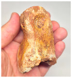 1498 - Museum Grade Spinosaurus aegyptiacus Dinosaur Complete Toe Finger with Claw- KemKem Beds