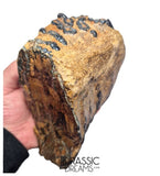 S338 - Nicely Preserved Huge Ice Age Woolly Mammoth (Mammuthus primigenius) Upper Molar Tooth