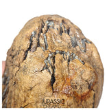 S406 - Nicely Preserved Huge Ice Age Woolly Mammoth (Mammuthus primigenius) Upper Molar Tooth