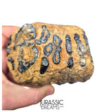 S338 - Nicely Preserved Huge Ice Age Woolly Mammoth (Mammuthus primigenius) Upper Molar Tooth