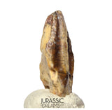 S506 - Exceedingly Rare Iguanodontian (cf Elrhazosaurus or Lurdusaurus) Dinosaur Tooth - Lower Cretaceous