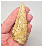 1527 - Museum Grade Spinosaurus aegyptiacus Dinosaur Complete Toe Finger with Claw- KemKem Beds