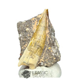 20255 - Nicely Preserved Suchomimus tenerensis Dinosaur Tooth in Natural Matrix IN CATAWIKI AUCTION NOW