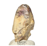 S506 - Exceedingly Rare Iguanodontian (cf Elrhazosaurus or Lurdusaurus) Dinosaur Tooth - Lower Cretaceous