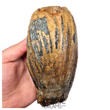 S406 - Nicely Preserved Huge Ice Age Woolly Mammoth (Mammuthus primigenius) Upper Molar Tooth