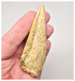 1527 - Museum Grade Spinosaurus aegyptiacus Dinosaur Complete Toe Finger with Claw- KemKem Beds