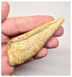 1527 - Museum Grade Spinosaurus aegyptiacus Dinosaur Complete Toe Finger with Claw- KemKem Beds