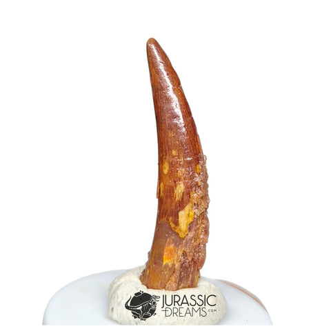 20518 - Gem Grade Pterosaur (Coloborhynchus) Tooth - Cretaceous KemKem Beds