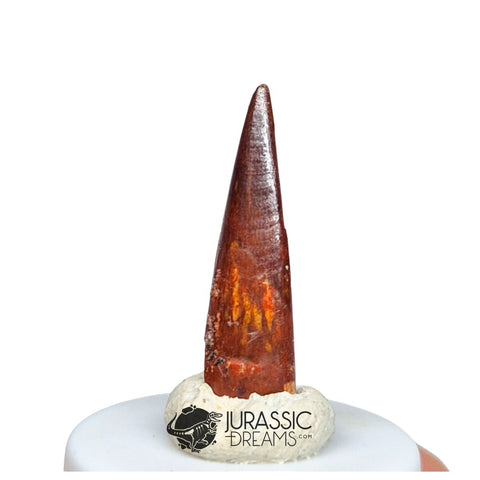 20512 - Gem Grade Pterosaur (Coloborhynchus) Tooth - Cretaceous KemKem Beds IN CATAWIKI AUCTION NOW