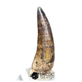 20525- Nicely Preserved Large Suchomimus tenerensis Dinosaur Tooth