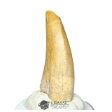 20276- Nicely Preserved Afrovenator abakensis Megalosaurid Dinosaur Tooth Jurassic Tiouraren Fm IN CATAWIKI AUCTION NOW