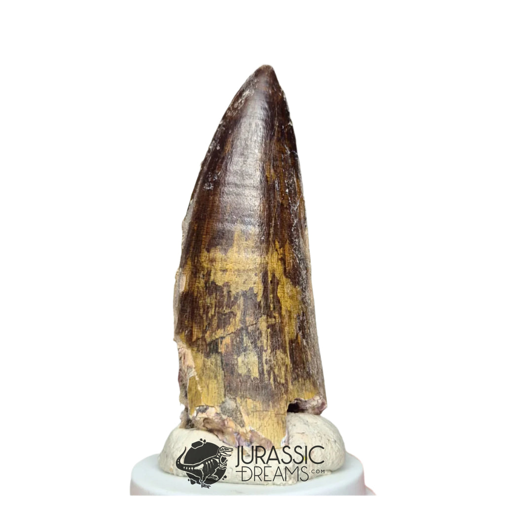 20140 - Huge Sarcosuchus imperator Crocodile Tooth - Lower Cretaceous Elrhaz Fm IN CATAWIKI AUCTION NOW