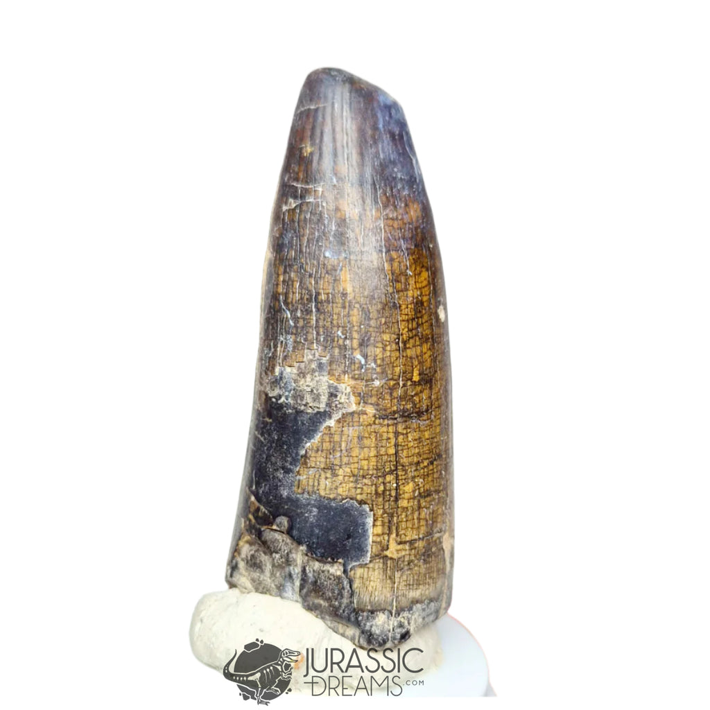 20142 - Huge Sarcosuchus imperator Crocodile Tooth - Lower Cretaceous Elrhaz Fm IN CATAWIKI AUCTION NOW