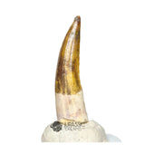 20127 - Nicely Preserved Suchomimus tenerensis Dinosaur Tooth IN CATAWIKI AUCTION NOW
