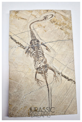 S49 - Superb Top Quality Keichousaurus hui Early Triassic Marine Reptile