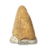 J488 - Ultra Rare Pachycephalosaurus wyomingensis Foot Claw - Late Cretaceous - Hell Creek Fm