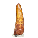 20211 - Nicely Preserved Large Spinosaurus aegyptiacus Dinosaur Tooth IN CATAWIKI AUCTION NOW