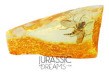 J27 - PREDATORY SNIPE FLY Rhagionidae RHAGIO Fossil Inclusion Genuine BALTIC AMBER + HQ Picture