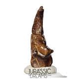 J106 - Top Rare Killer Alvarezsaurid Theropod Dinosaur Manus Claw - Lower Cretaceous Elrhaz Fm