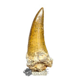 20029 - Nicely Preserved Large Suchomimus tenerensis Dinosaur Tooth