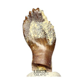 J514 - Top Rare cf Archaeodontosaurus Primitive Prosauropod Dinosaur Tooth - Middle Jurassic