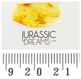 J11 - Great LARVAE Soft-Wing Flower Beetle MELYRIDAE Fossil Inclusion Genuine BALTIC AMBER + HQ Picture