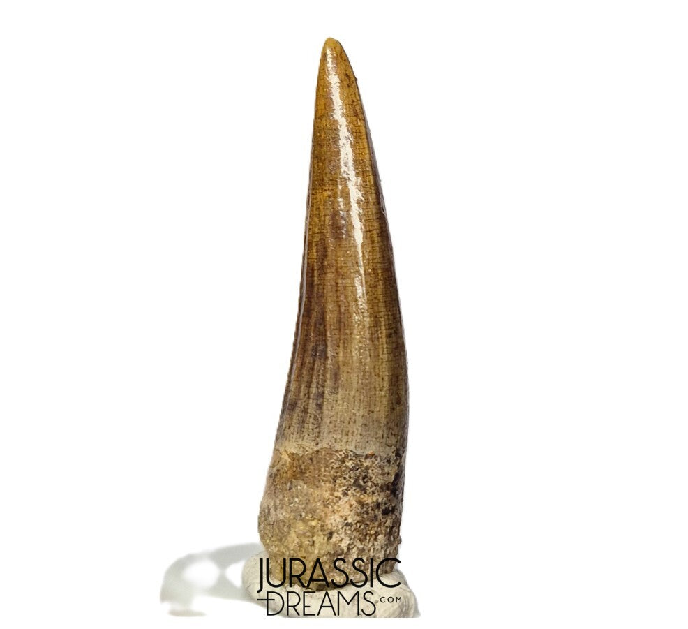 S350 - Gem Grade Suchomimus tenerensis Spinosaurid Dinosaur Tooth - Cretaceous Elrhaz Fm