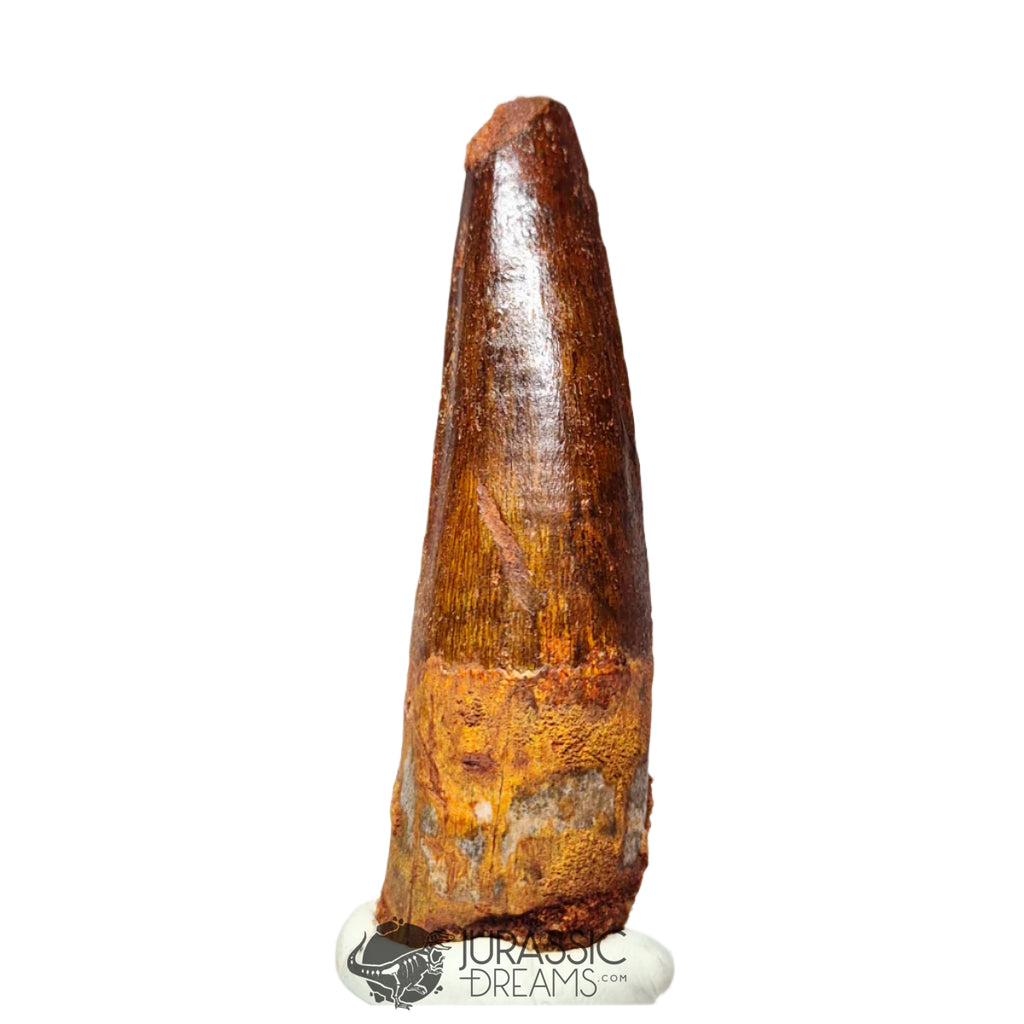 20176 - Nicely Preserved Spinosaurus aegyptiacus Dinosaur Tooth