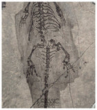 S181 - Top Well Preserved Keichousaurus hui Early Triassic Marine Reptile