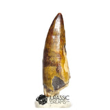 20494- Nicely Preserved Suchomimus tenerensis Dinosaur Tooth IN CATAWIKI AUCTION NOW