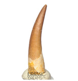 S253 - Stunning Large Zarafasaura oceanis (Elasmosaur) Partially Rooted Tooth - Late Cretaceous