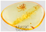 J31 - Nice SPIDER Araneae Fossil Inclusion Genuine BALTIC AMBER + HQ Picture