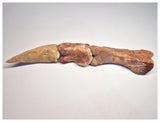 1498 - Museum Grade Spinosaurus aegyptiacus Dinosaur Complete Toe Finger with Claw- KemKem Beds