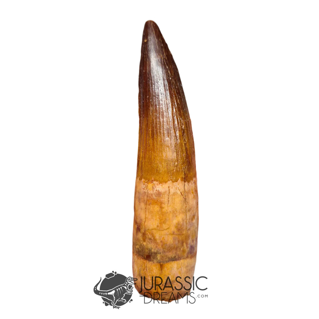 20144 - Nicely Preserved Large Spinosaurus aegyptiacus Dinosaur Tooth