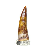20307- Nicely Preserved Suchomimus tenerensis Dinosaur Tooth IN CATAWIKI AUCTION NOW