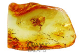 J34 - Nice SPIDER Araneae Fossil Inclusion Genuine BALTIC AMBER + HQ Picture