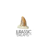 S221 - Exceedingly Rare Zapsalis abradens (Dromaeosaurid Raptor Theropod) Dinosaur Tooth - Judith River Fm