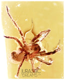 J14 - SPIDER Araneae Fossil Inclusion Genuine BALTIC AMBER + HQ Picture