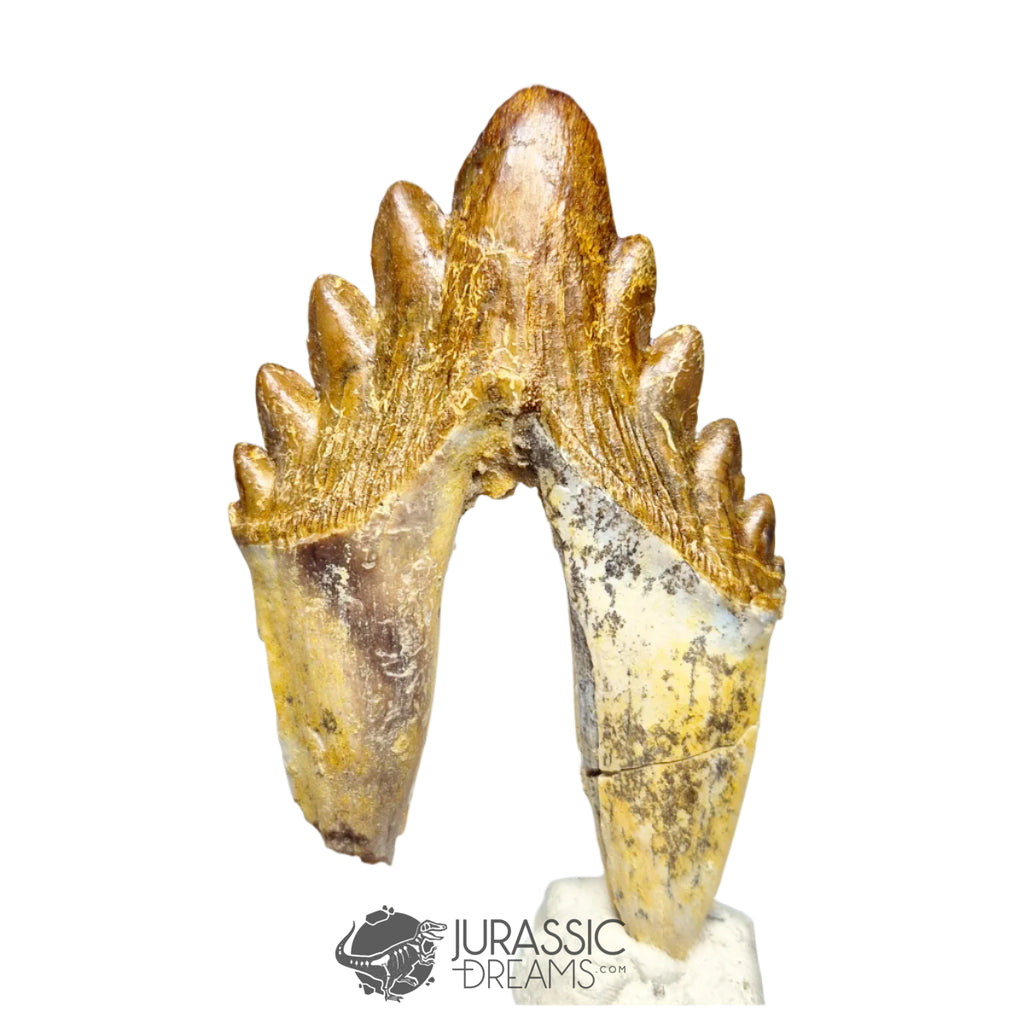 20125 - Outstanding Huge Basilosaurus (Whale Ancestor) Molar Rooted Tooth IN CATAWIKI AUCTION NOW