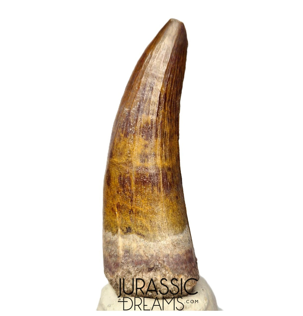 S367 - Huge Killer Suchomimus tenerensis Spinosaurid Dinosaur Tooth - VISIBLE CARINA