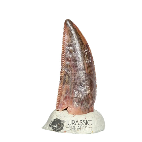 20482 - Gem Grade Abelisaurid Dinosaur Tooth - Cretaceous KemKem Beds IN CATAWIKI AUCTION NOW