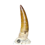 20158 - Nicely Preserved Suchomimus tenerensis Dinosaur Tooth IN CATAWIKI AUCTION NOW