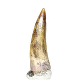 20348- Nicely Preserved Suchomimus tenerensis Dinosaur Tooth IN CATAWIKI AUCTION NOW