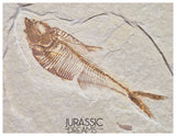 S323 - Nicely Preserved Association of 2 "Diplomystus dentatus" Fossil Fishes - Eocene Age from USA